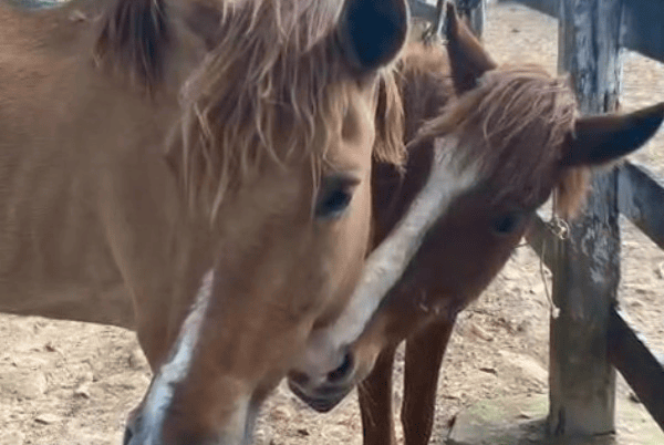 Cavalos vítimas de maus-tratos são resgatados em Aracaju