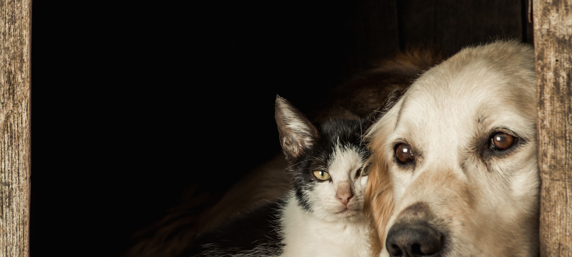 Shopping promove campanha para adoção de animais em Aracaju neste sábado