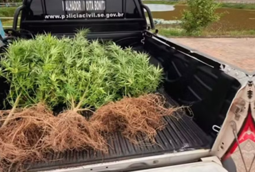 Nove pés de maconha são apreendidos em um terreno de Moita Bonita