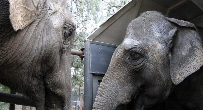 Elefantas são transferidas de ecoparque argentino e chegam ao Brasil