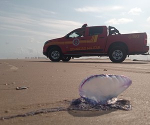 Praias de Aracaju registram alta nos acidentes com caravelas
