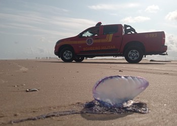 Corpo de Bombeiros registra 146 acidentes com caravelas nas praias de Aracaju