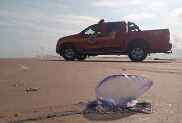Corpo de Bombeiros registra 146 acidentes com caravelas nas praias de Aracaju