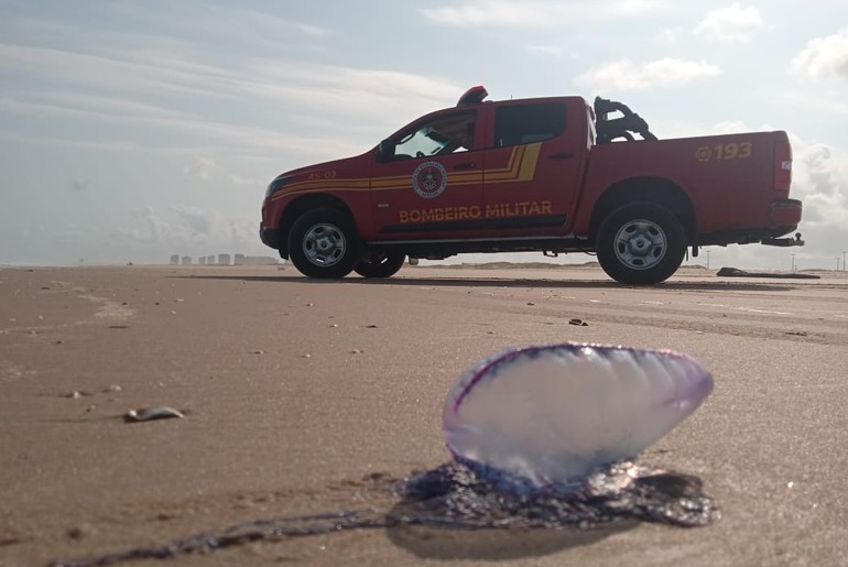 Corpo de Bombeiros registra 146 acidentes com caravelas nas praias de Aracaju