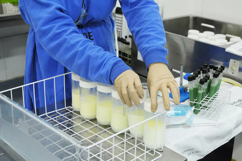 Banco de Leite Humano de Aracaju registra baixo estoque e pede doações