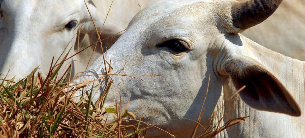 Preço da carne de porco e de boi deve aumentar