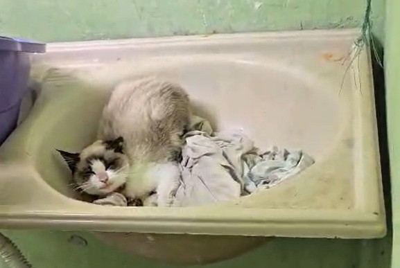 Filhote de gato é resgatado de casa abandonada após denúncia de vizinhos em Nossa Senhora do Socorro