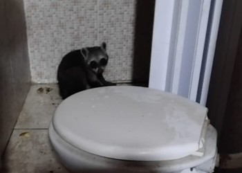 Guaxinim é resgatado em residência e reintorduzido à natureza em Lagarto