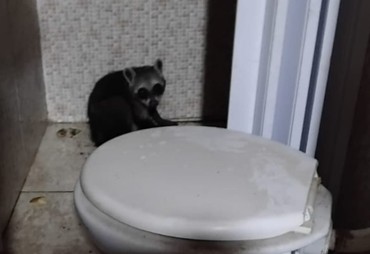 Guaxinim é resgatado em residência e reintorduzido à natureza em Lagarto