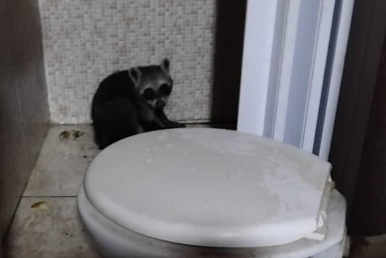 Guaxinim é resgatado em residência e reintorduzido à natureza em Lagarto