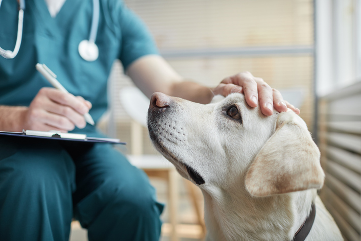 Aracaju oferta exames gratuitos para animais nesta sexta-feira; saiba como receber atendimento
