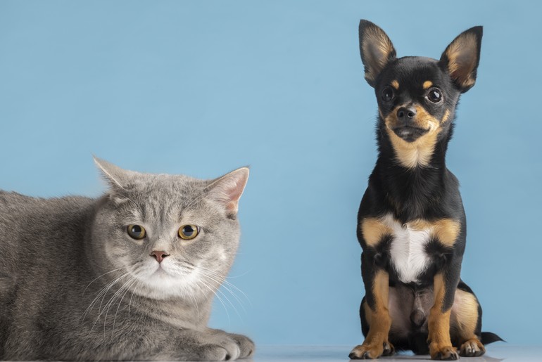 UFS realiza castração de cães e gatos de forma gratuita; saiba como fazer