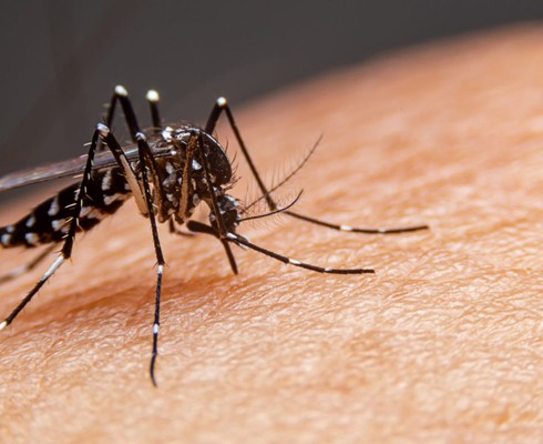 Adolescente de 13 anos morre vítima de dengue hemorrágica