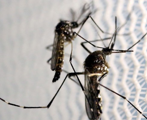 Governo Federal aprova biossegurança da vacina contra a dengue