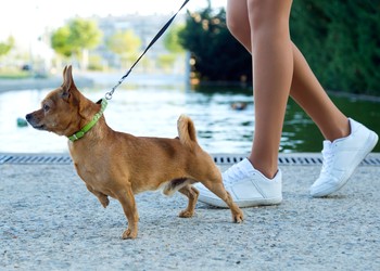 Primeira CãoMiada Pet acontece na Farolândia  neste sábado (4)