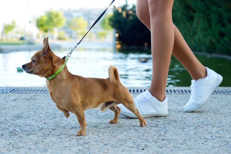Primeira CãoMiada Pet acontece na Farolândia  neste sábado (4)
