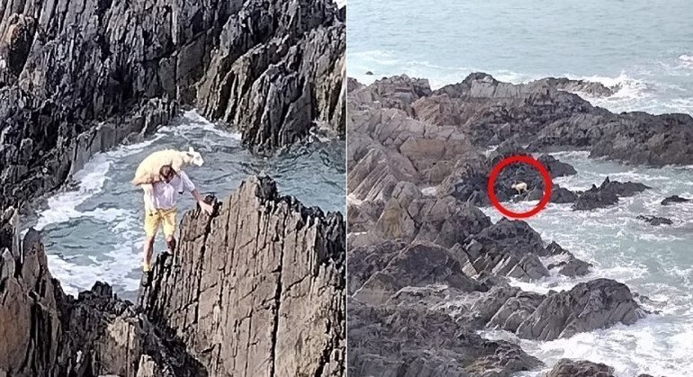 Homem sobe em rochas no meio do mar para salvar ovelha isolada