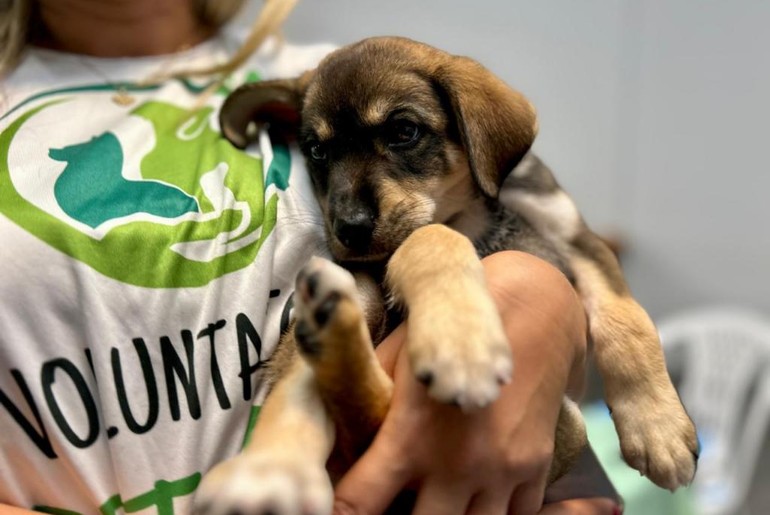 Prefeitura promove 5ª Campanha de Adoção do Aju Animal no Shopping Riomar neste fim de semana