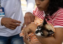 2ª dia de vacinação antirrábica gratuita para cães e gatos acontece neste domingo (17), em Aracaju