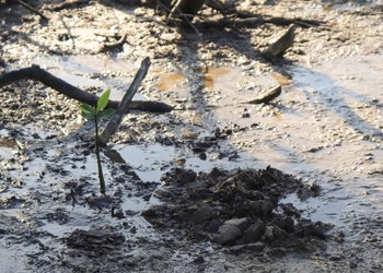 Aracaju é o primeiro município do mundo a aderir à iniciativa global de proteção aos Manguezais