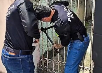 Cadela e cinco filhotes são resgatados após abandono no bairro Olaria, em Aracaju