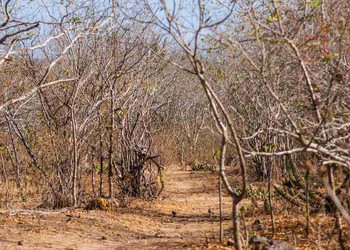 Poço Verde é colocado em situação de emergência devido à seca