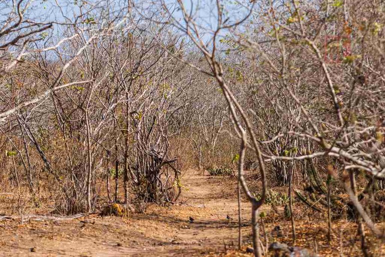 Poço Verde é colocado em situação de emergência devido à seca