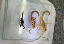 Sergipe registra aumento no envio de escorpiões para identificação laboratorial