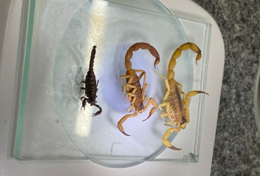 Sergipe registra aumento no envio de escorpiões para identificação laboratorial