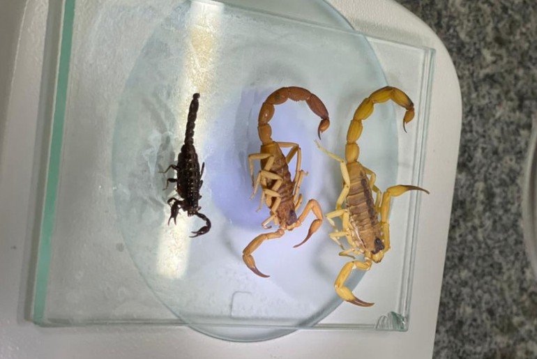 Sergipe registra aumento no envio de escorpiões para identificação laboratorial