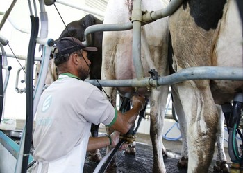 Produção de leite lidera crescimento da pecuária em Sergipe