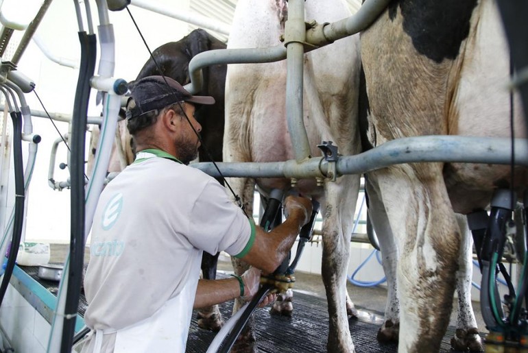 Produção de leite lidera crescimento da pecuária em Sergipe