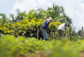 Garantia Safra começa a ser pago para agricultores de 14 municípios de Sergipe