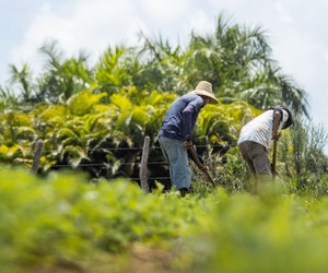 Garantia Safra começa a ser pago para agricultores; saiba mais