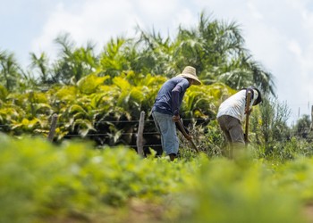 Garantia Safra começa a ser pago para agricultores de 14 municípios de Sergipe