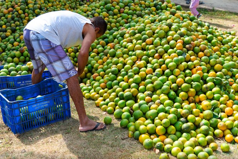 Sergipe se destaca na produção de laranja como 2º maior fornecedor para as Ceasas do Brasil