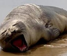 Elefante-marinho encontrado em praia de Aracaju morre após resgate