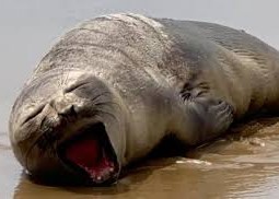 Elefante-marinho encontrado em praia de Aracaju morre após resgate